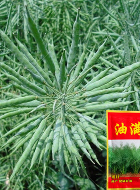 秋季播油菜籽高产耐寒矮杆榨油油菜花种子观赏食用种籽出油率高孑