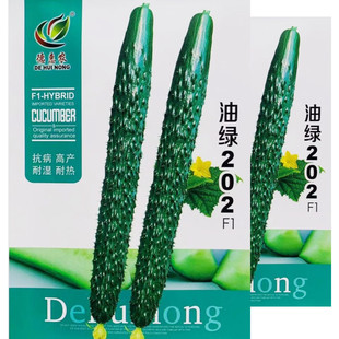 高产绿心黄瓜种子四季耐热夏秋季蔬菜大田杂交大棚露地黄瓜种籽孑
