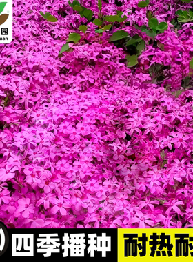 丛生芝樱花种子四季种福禄考庭院花海低矮地被花籽五色梅花种籽子