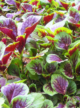 花红苋菜种子圆叶青苋菜籽全红苋菜春秋冬四季播种蔬菜抗寒易种植