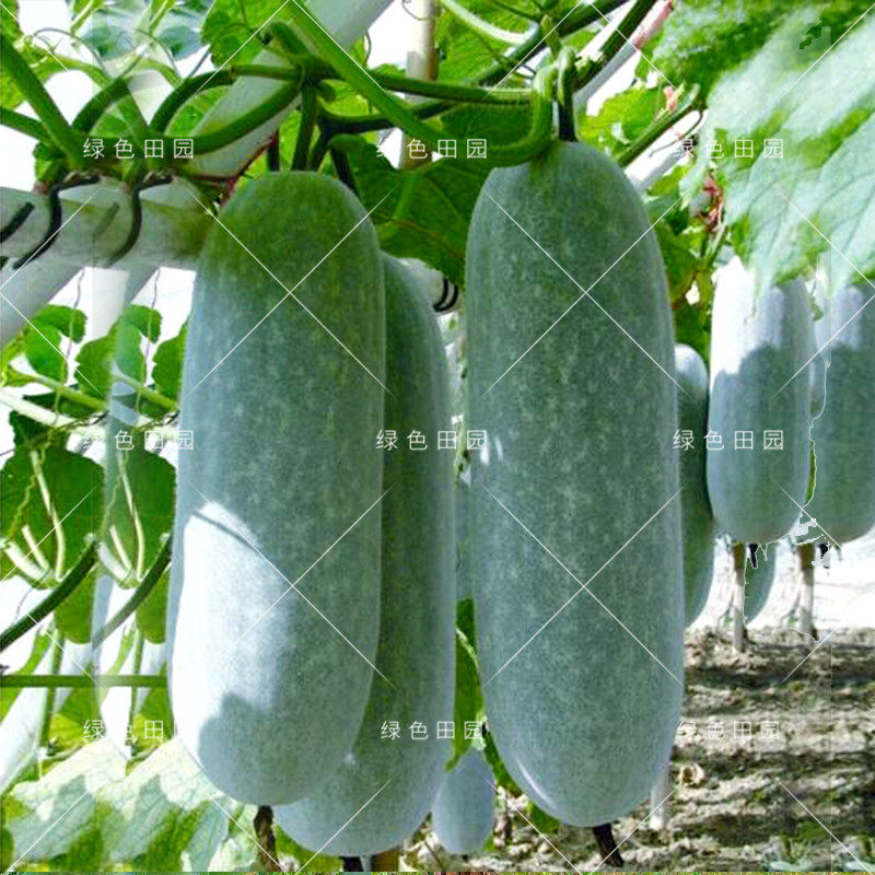 台湾小冬瓜种子粉皮蔬菜迷你冬瓜籽水果四季盆栽春秋季播蔬菜种孑