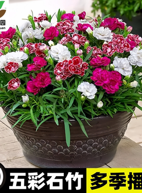 五彩石竹花种籽子四季播种重瓣欧石竹盆栽花籽室外地被庭院花种孑