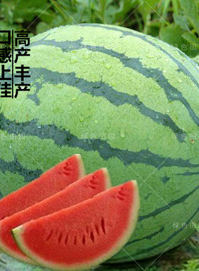 冰糖麒麟8424西瓜种子特大高产美都西瓜无籽甜王四季播蔬菜水果孑