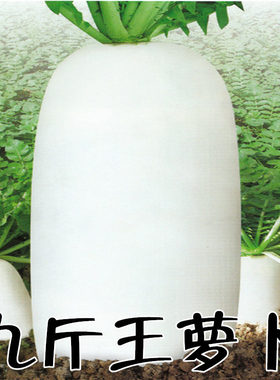 九斤王大白萝卜种子春秋四季播种蔬菜籽种庭院大田种植长白萝卜孑