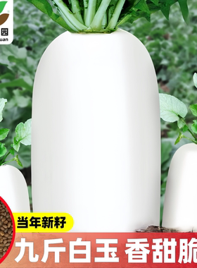 九斤白玉特大萝卜种子春夏秋播种