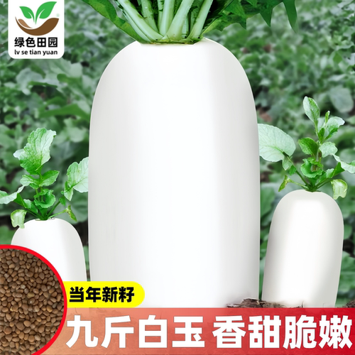 九斤白玉特大萝卜种子春夏秋播种