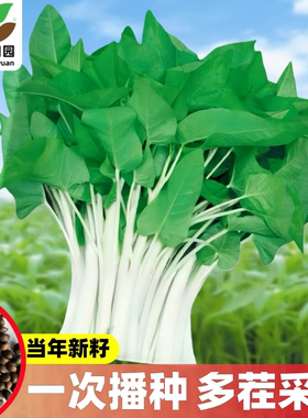 耐热大叶白杆空心菜种子春秋四季白骨通心菜种籽三叉雍菜蔬菜种孑