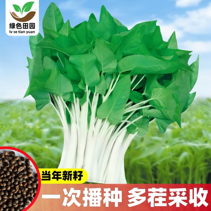 耐热大叶白杆空心菜种子春秋四季白骨通心菜种籽三叉雍菜蔬菜种孑