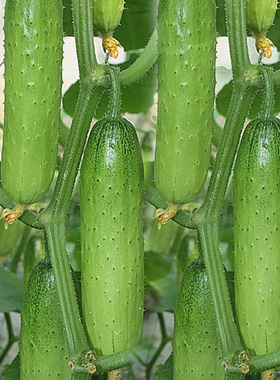 水果黄瓜春秋季播种果蔬种孑易种植黄瓜种子早熟高产口感脆甜蔬菜