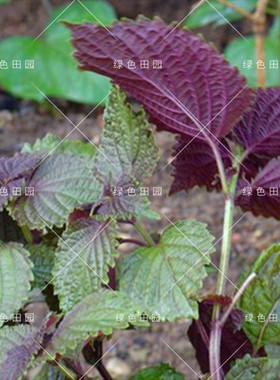 紫苏种子阳台田园高产食用盆栽种籽春秋四季播蔬菜孑特色大叶紫苏