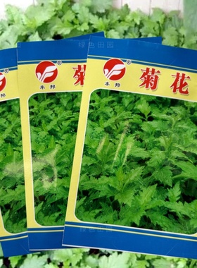菊花脑种子南京嘉华农业菊花叶种籽阳台盆栽多年生野蔬菜种孑包邮