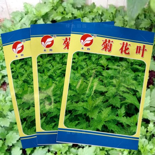 正宗南京菊花叶蔬菜籽春夏秋播种
