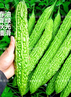 台湾翠绿苦瓜种子特长绿宝苦瓜籽农家大田春秋四季播蔬菜种孑大全