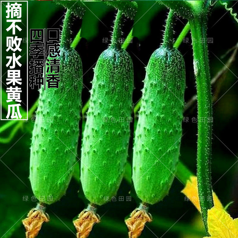 摘不败水果黄瓜种子庭院阳台盆栽种植田园春秋四季播绿色蔬菜籽孑