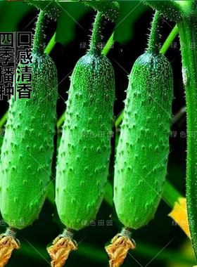 摘不败水果黄瓜种子庭院阳台盆栽种植田园春秋四季播绿色蔬菜籽孑