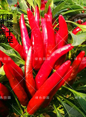 大果单生辣度蔬菜孑朝天椒种子