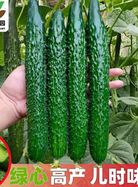 黄瓜种子大全高产黄瓜籽玉女水果黄瓜种孑满地爬水果黄瓜蔬菜种子