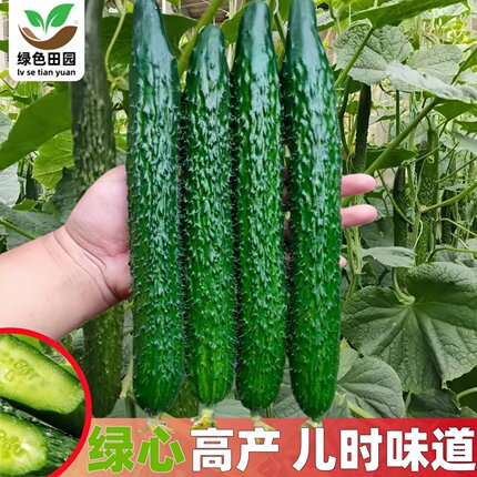 黄瓜种子大全高产黄瓜籽玉女水果黄瓜种孑满地爬水果黄瓜蔬菜种子