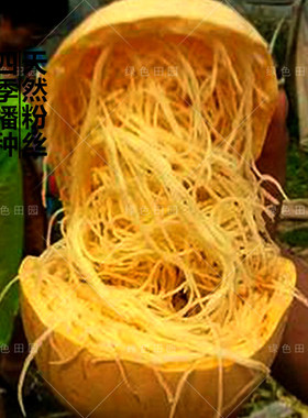 正宗泗县金丝绞瓜种子天然粉丝春秋四季播果蔬孑蔬菜种籽早熟高产