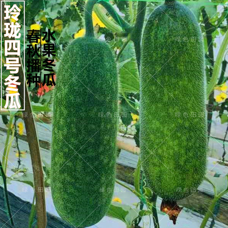 玲珑四号水果小冬瓜种子节瓜四季播高产冬瓜籽春夏秋盆栽蔬a0998