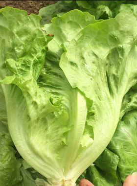 四季甜脆意大利玻璃生菜种子脆嫩生吃生菜籽阳台盆栽春季蔬菜种孑