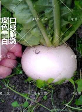 早熟种子阳台田园特大圆白萝卜
