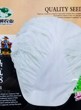 奶油大白菜种子超早热抗38F1杂交蔬菜籽早熟叶片光滑夏秋四季播孑
