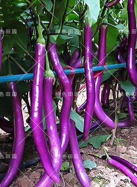 紫红杭茄一号早熟菜园四季种孑