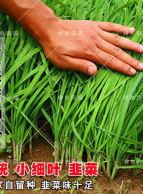 香韭菜种籽小细叶老品种香味浓郁生长四季播盆栽耐热寒孑蔬菜种子