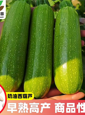 奶油西葫芦种子高产四季盆栽西胡芦种籽蔬菜夏季香蕉大全瓜孑瓜苗