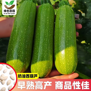 奶油西葫芦种子高产四季盆栽西胡芦种籽蔬菜夏季香蕉大全瓜孑瓜苗