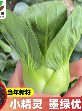 安丰小精灵青菜种子四季耐低温杂交矮脚墨绿油亮小颗型小青仔菜籽