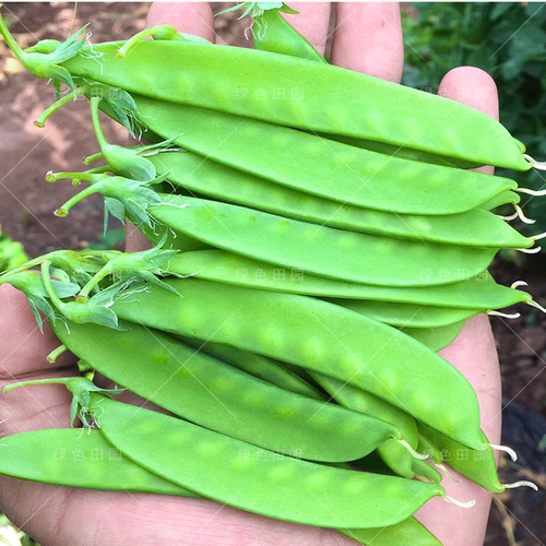 甜豌豆荚质量怎么样 甜豌豆荚口碑怎么样 小麦优选