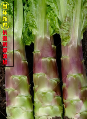 红妃尖叶香莴笋种子四季可播耐热