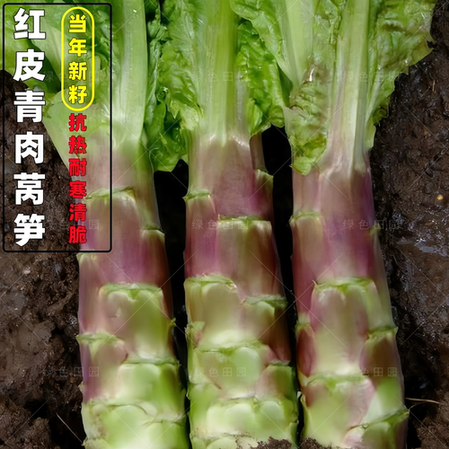 红妃尖叶香莴笋种子四季可播耐热