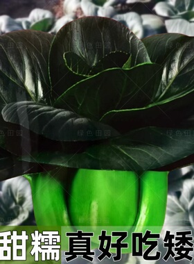 黑甜糯黑大头黑种子叶矮脚苏州青种籽四季小白菜孑上海青种子大全