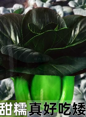 黑甜糯黑大头青菜种子耐寒四季播