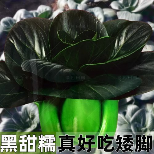 黑甜糯黑大头青菜种子耐寒四季播