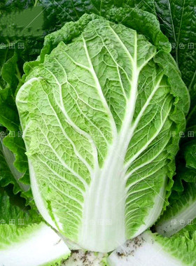 义和全能王F1大白菜种子庭院菜园大田农家播种秋季冬季籽蔬菜种孑