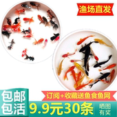 红草金鱼活鱼小锦鲤鱼活淡水观赏鱼苗小型鱼冷水鱼热带鱼 包邮 包活