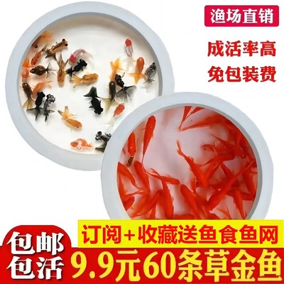 小锦鲤鱼活金鱼活鱼冷水观赏鱼苗