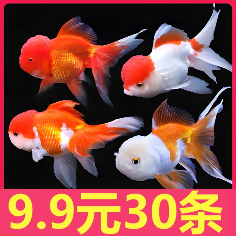 观赏鱼苗精品蝶尾金鱼活鱼冷水鱼淡水鱼好养耐活招财鱼鹤顶红锦鲤