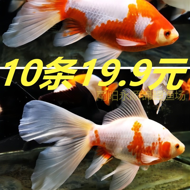 草金鱼活鱼冷水观赏鱼苗锦鲤鱼活