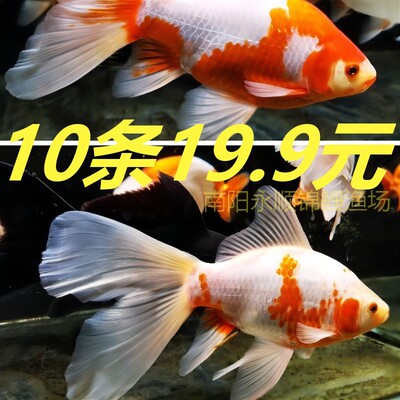 草金鱼活鱼冷水观赏鱼苗锦鲤鱼活