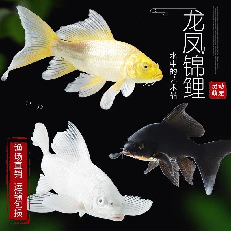 金火凤凰锦鲤鱼活体鱼缸观赏鱼龙鲤冷水鱼金鱼风水鱼招财鱼大长尾