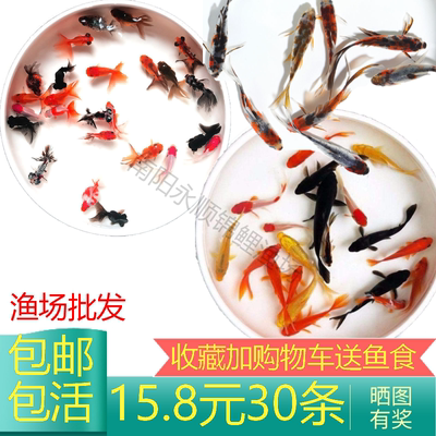 红草金鱼活鱼小锦鲤鱼活淡水观赏鱼苗小型鱼包邮包活冷水鱼热带鱼