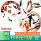 红草金鱼活鱼小锦鲤鱼活淡水观赏鱼苗小型鱼 包邮 包活冷水鱼热带鱼