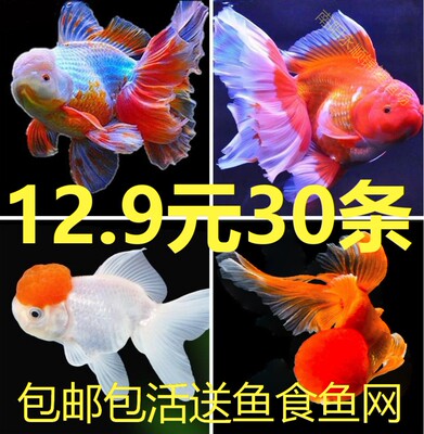 小金鱼活锦鲤鱼苗冷水观赏鱼活体小鱼活大鱼好养淡水鱼缸风水鱼