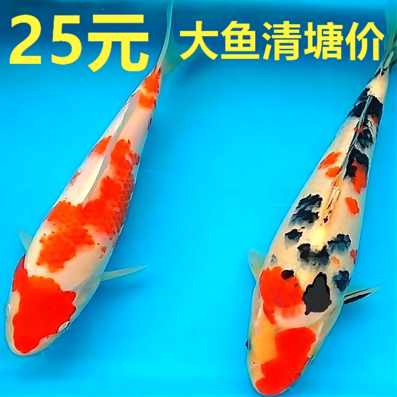 冷水观赏鱼苗大型锦鲤鱼活金鱼活鱼蝴蝶鲤大鱼热带鱼淡水鱼龙凤鲤