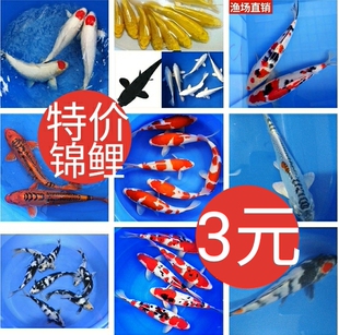 小鱼活鱼观赏鱼小型锦鲤鱼活体花草金鱼苗冷水淡水鱼红白大正松叶